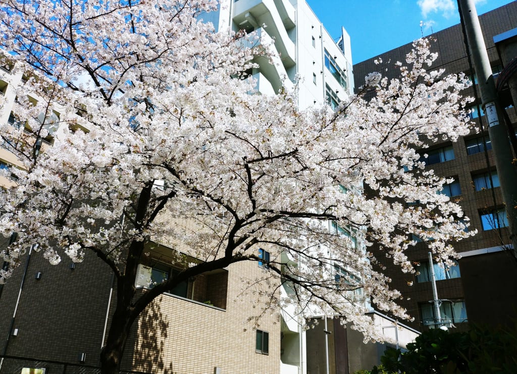 20190403_sakura_Shinokachimachi